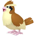 Pidgey