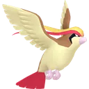 Pidgeot