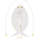 Pheromosa